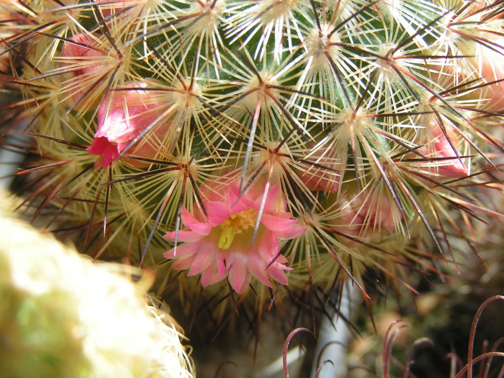 Mammillaria miroheliopsis